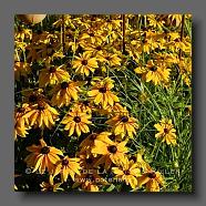 Rudbeckia 'Herbstsonne'. (le jardin de la poterie Hillen) www.poterie.fr